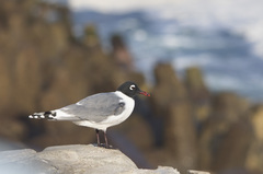 Leucophaeus pipixcan