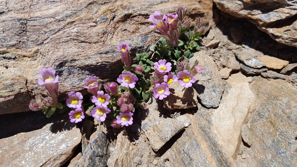 Chaenorhinum glareosum
