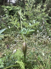 Angelica archangelica