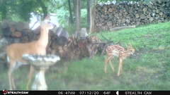 Odocoileus virginianus