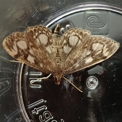 Anania coronata