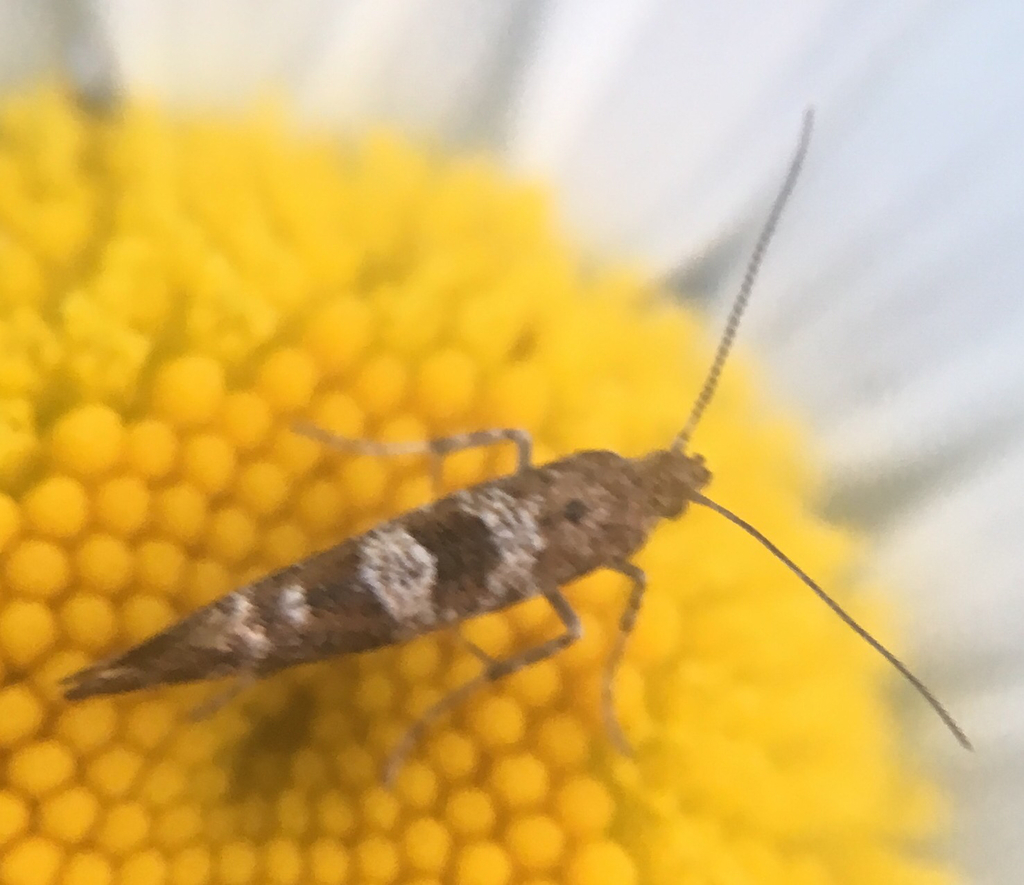 Digitivalva pulicariae