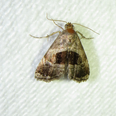 Tripudia rectangula
