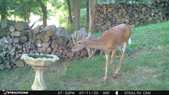 Odocoileus virginianus