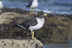 Larus belcheri