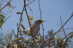 Xenospingus concolor