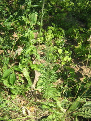 Linaria vulgaris