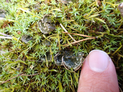 Peltigera extenuata