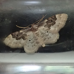 Idaea rusticata