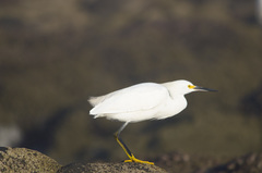 Egretta thula