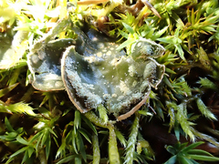 Peltigera extenuata