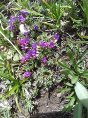 Astragalus kentrophyta