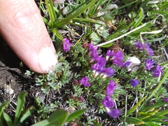 Astragalus kentrophyta