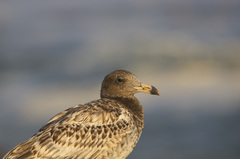 Larus belcheri