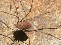 Leiobunum nigropalpi