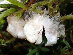 Peltigera extenuata