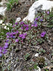 Astragalus kentrophyta