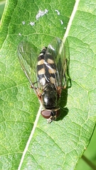 Platycheirus peltatus