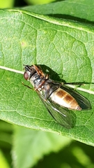 Platycheirus peltatus
