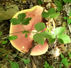 Baorangia