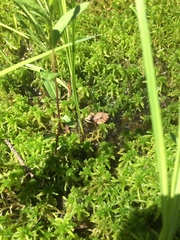 Lithobates sylvaticus image