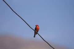 Pyrocephalus rubinus cocachacrae