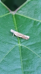 Sophronia sicariellus