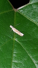 Sophronia sicariellus