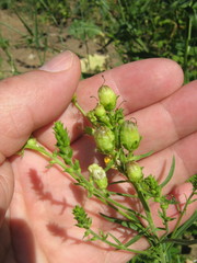 Linaria vulgaris