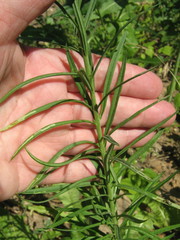 Linaria vulgaris
