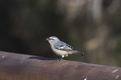 Conirostrum cinereum