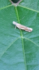 Sophronia sicariellus