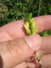 Linaria vulgaris