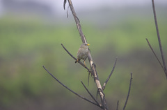Xenospingus concolor