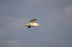 Larus dominicanus