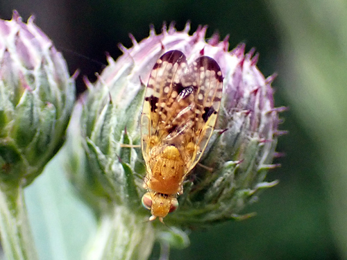 Xyphosia miliaria nuotrauka