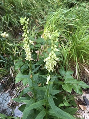Digitalis lutea lutea