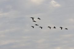 Nannopterum brasilianum