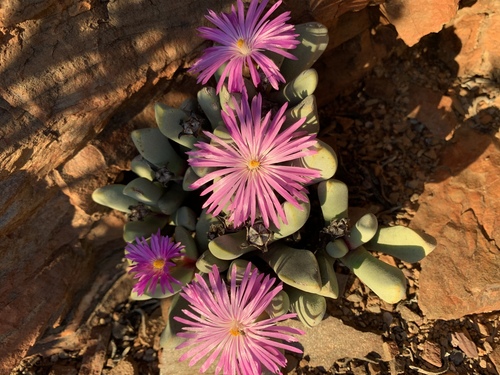 Cerochlamys pachyphylla