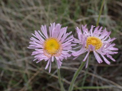 Erigeron caespitosus