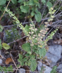 Scutellaria albida