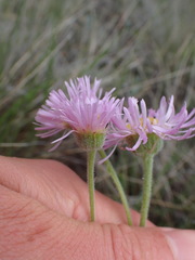 Erigeron caespitosus