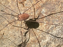 Leiobunum nigropalpi