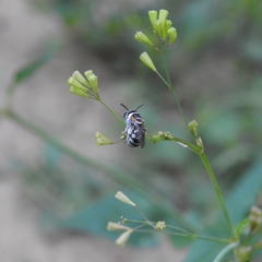 Pseudapis oxybeloides