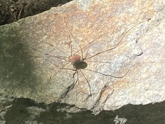 Leiobunum nigropalpi