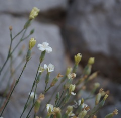 Dianthus marschallii