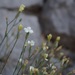 Dianthus marschallii - Photo (c) Еlena, algunos derechos reservados (CC BY-NC), subido por Еlena