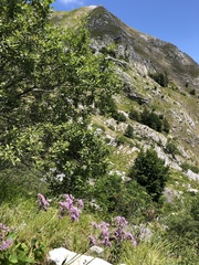 Adenostyles australis