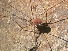 Leiobunum nigropalpi
