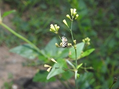 Pseudapis oxybeloides